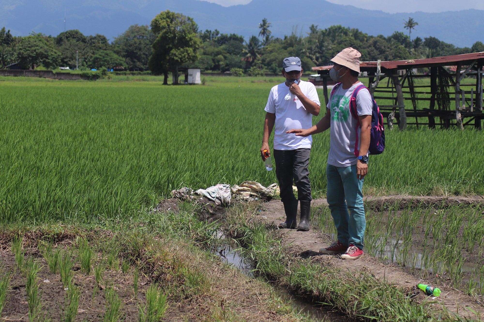 UPLB-BIOTECH’s Bio N may help ease PH farmers’ fertilizer woes