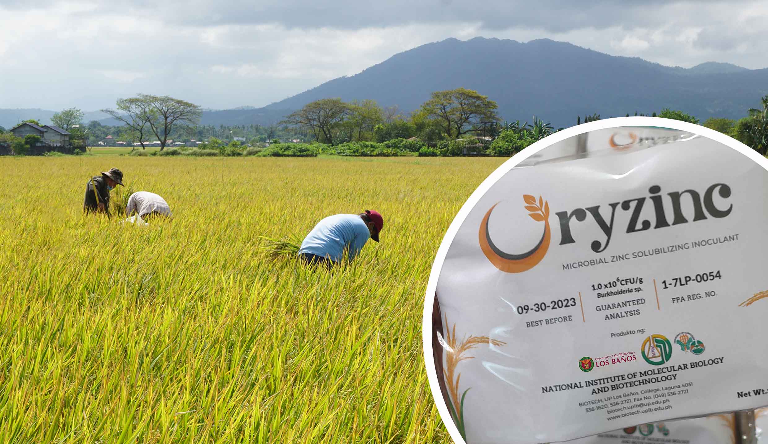 Oryzinc™ – A Sustainable Solution for Rice Biofortification and Soil Zinc-Solubilization